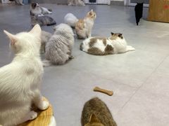 -Heymao猫咖.咖啡厅(东门店)