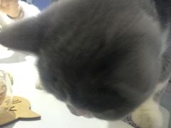 -喵的天空名猫咖啡馆·撸猫·猫舍·用品