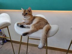 -飞行喵MR PILOT|猫舍·猫咖(静安大融城店)