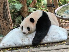 -广州长隆野生动物世界