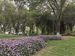 -海珠湖公园