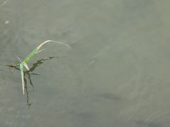 -五缘湾湿地公园