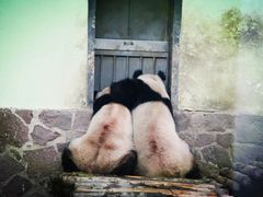 -昆明动物园