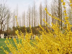 -九里河湿地公园