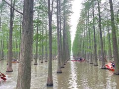 -渌洋湖湿地公园