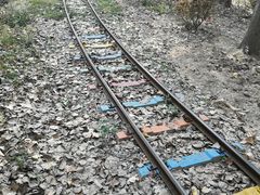 -合肥滨湖国家森林公园