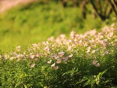 -虎丘湿地公园