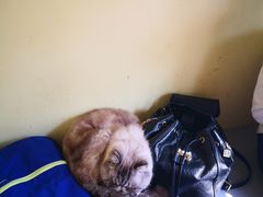 -猫色咖啡·猫咖