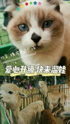 -萌宠亲子动物乐园(槐房万达店)