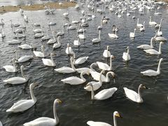 -烟墩角天鹅湖
