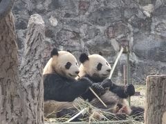 -都江堰中华大熊猫苑