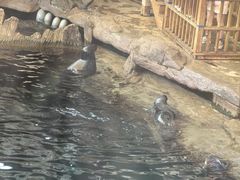 -西安曲江海洋极地公园