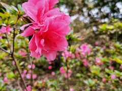 -上海滨江森林公园