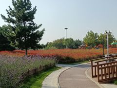 -羊亭河湿地公园