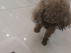 -全心全意连锁动物医院·微创中心·内科急重症·心脏专科(丰管路店)