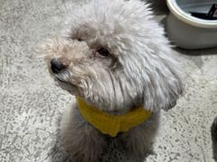 -PETKIT小佩宠物(昭化店)