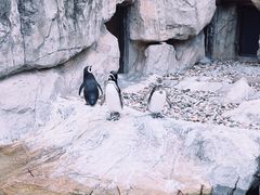 -上海野生动物园