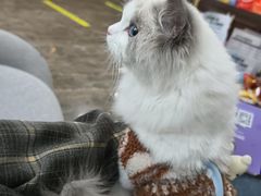 -宠爱国际动物医院·消化内科·心肾内科·ISFM猫友好(望京店)