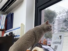 -宠颐生宠物医院·心肾内科·猫专科诊疗中心宠巢店