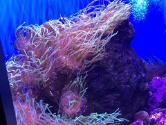 -悉尼海洋生物水族馆