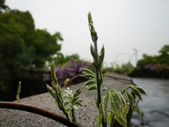 -杭州香格里拉饭店