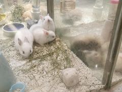 -momokira米努特·德文卷毛猫·棉花面纱犬
