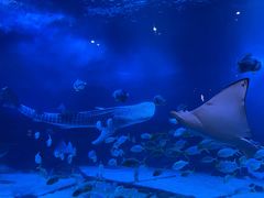 -烟台海昌鲸鲨海洋公园
