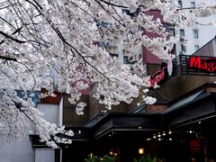 -玛格萝妮比萨屋(四平店)
