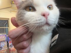 -猫小院猫主题餐厅(南锣旗舰店)