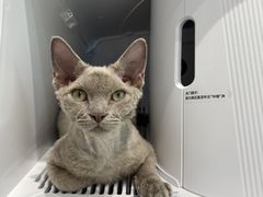 -PETKIT 小佩宠物·德文赛凯猫舍