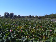 -羊亭河湿地公园