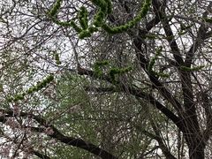 -元大都城垣遗址公园