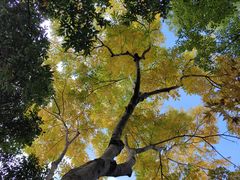 -上海滨江森林公园