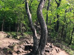 -紫金山山顶公园