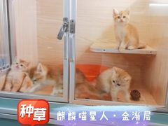 -十年猫舍·猫咪专门店(普陀店)