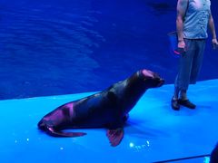 -芜湖新华联大白鲸海洋公园