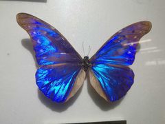 -上海昆虫博物馆