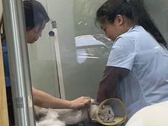 -四月宠物医院·猫专科·心脏专科·内科(转塘店)