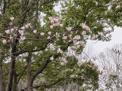 -金鸡湖桃花岛
