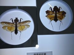-上海昆虫博物馆