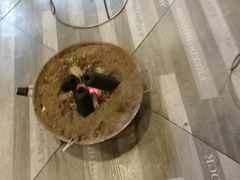 -干锅王·重庆鸡公煲(吾悦店)