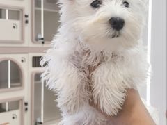 -翊宠yipet猫狗购宠庄园犬舍•猫舍