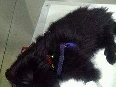 -特一安24小时宠物医院·骨科·中兽医