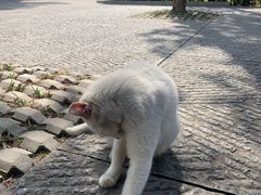 -洛阳白马寺
