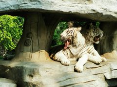 -北京野生动物园