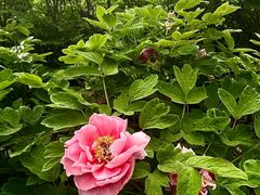 -洛阳市隋唐城遗址植物园