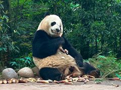 -中国大熊猫保护研究中心雅安碧峰峡基地