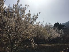 -老张烤羊(王哥庄店)