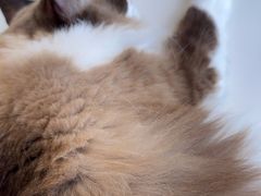 -怪兽屋·羊驼·猫咖·狗咖(俊华广场店)