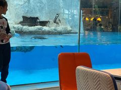 -帝企鹅自助餐厅•儿童岛•真企鹅(长隆企鹅酒店)